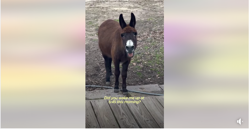 Monte the Singing Donkey on The Dodo