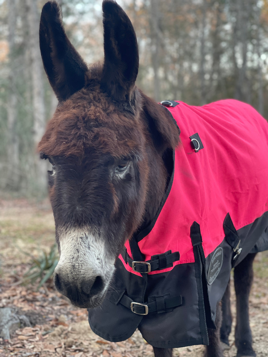 Blanketing Your Equines!