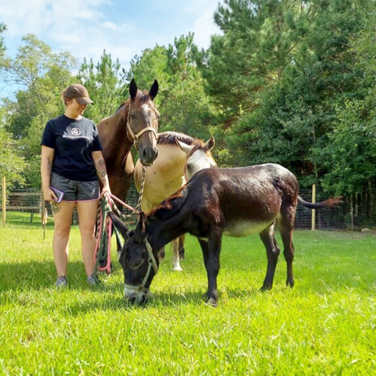 Monte the Singing Donkey and his Family